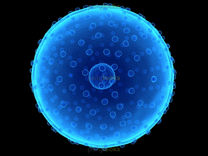 Cell Lipid Membrane