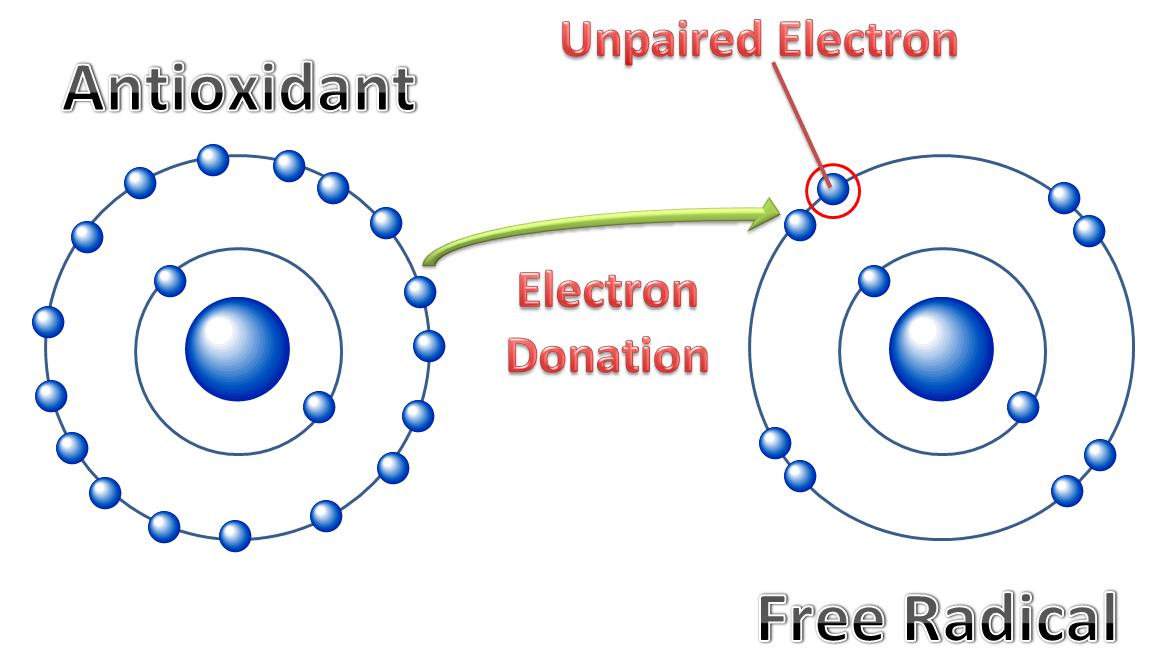 How do Antioxidants Work?